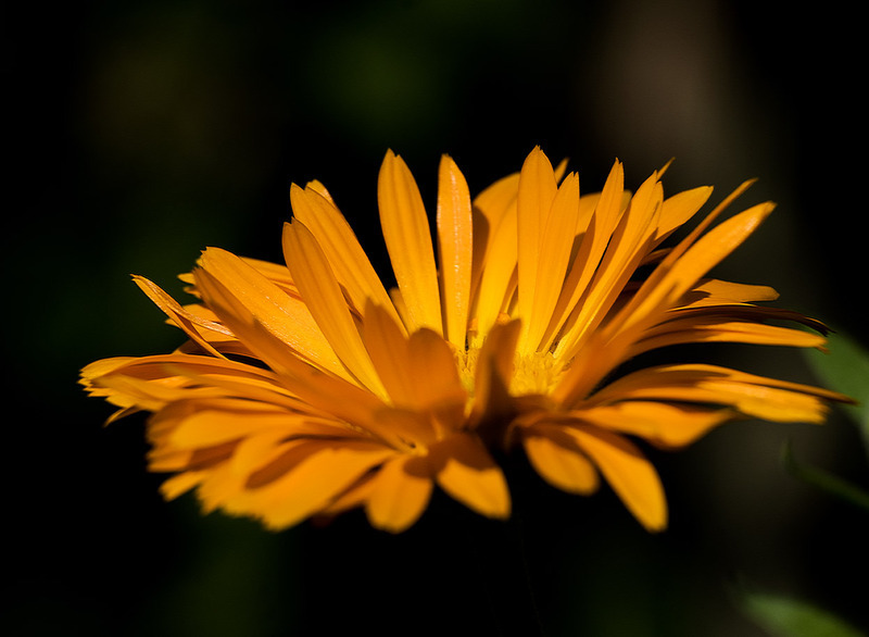5th August Calendula - AUGUST