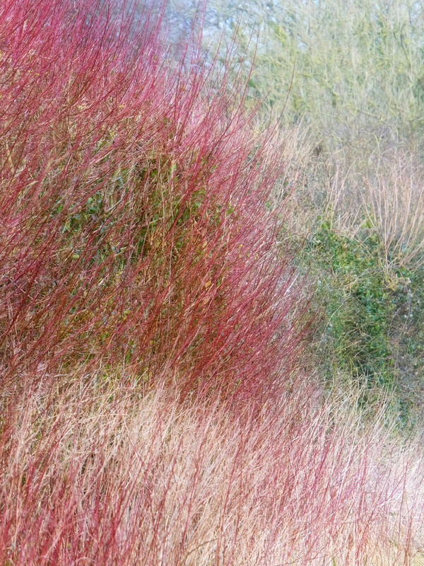 15th February Winter Colours - FEBRUARY
