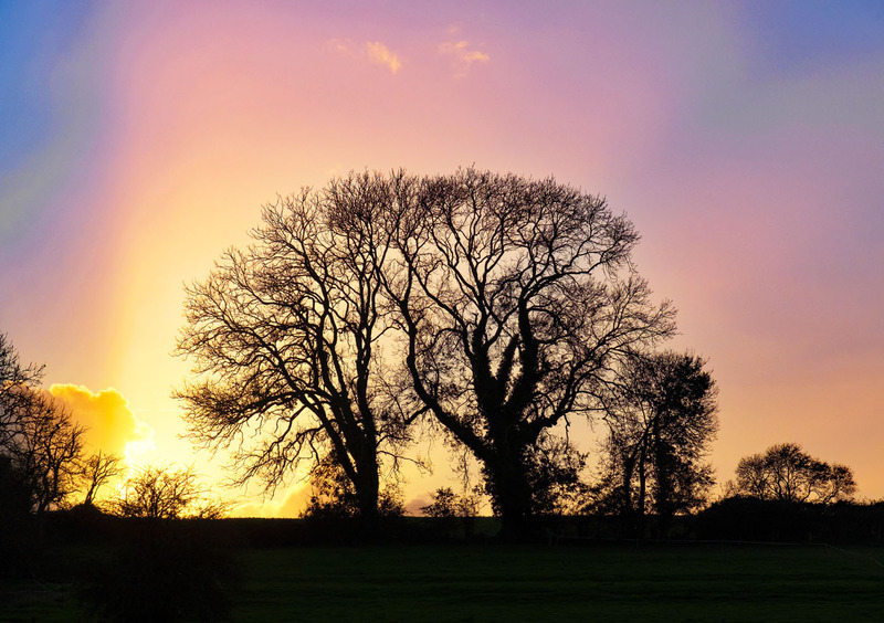 Rose Ray - TREES & WOODLAND
