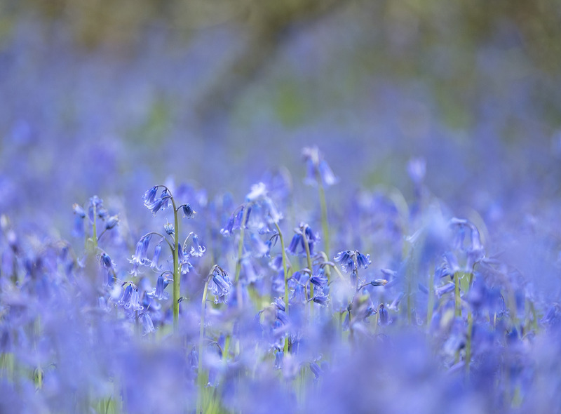 24th April Dorset Bluebells - APRIL
