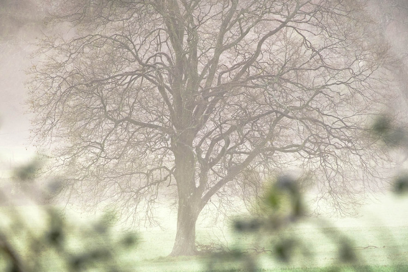 21st Dec Winter Solstice Mist - DECEMBER