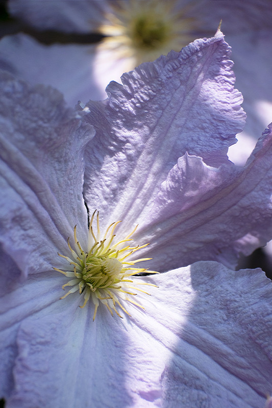 13th June Clematis Flower - JUNE
