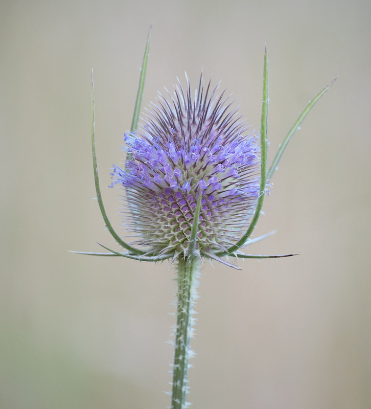 23rd July Teasel Flower - JULY
