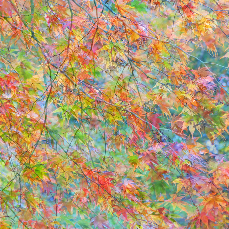 Autumn Light - IMPRESSIONS