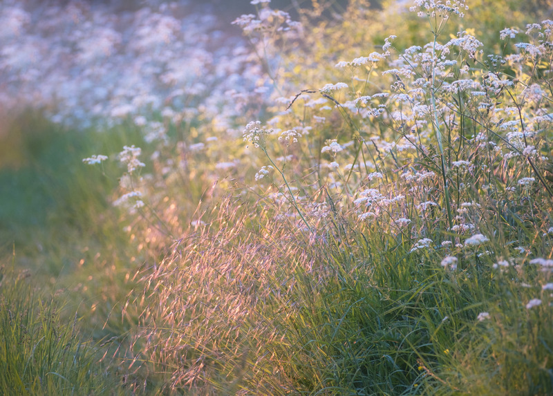 15th May Evening Light - MAY