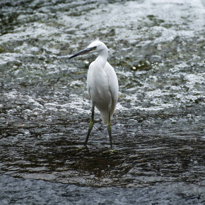 13th August Little Egret - AUGUST