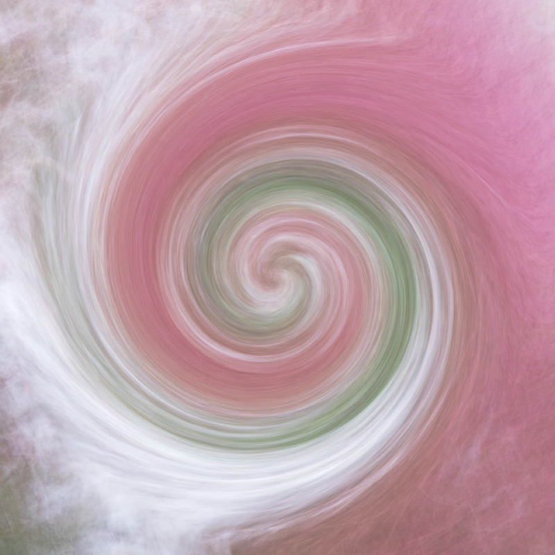 28th Dec Dogwood  Travellers Joy Abstract - DECEMBER