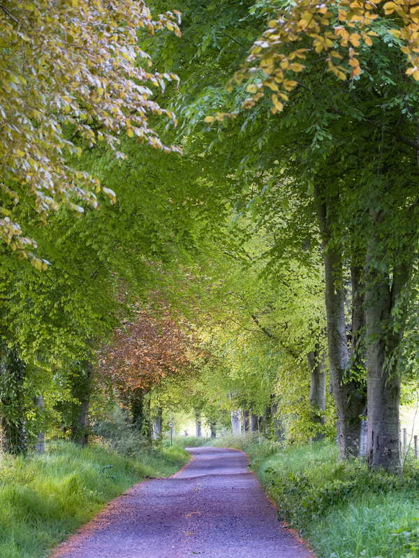 7th May Summer Lane - MAY