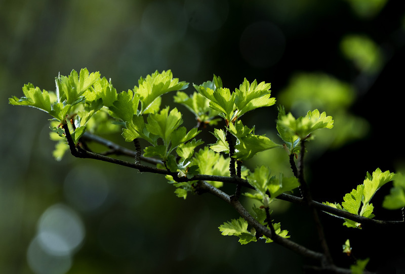 15th April Young Hawthorn Leaves - APRIL