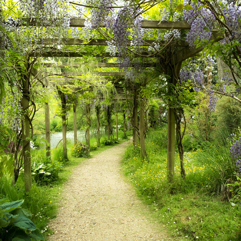 Wisteria Walk - FLOWERS