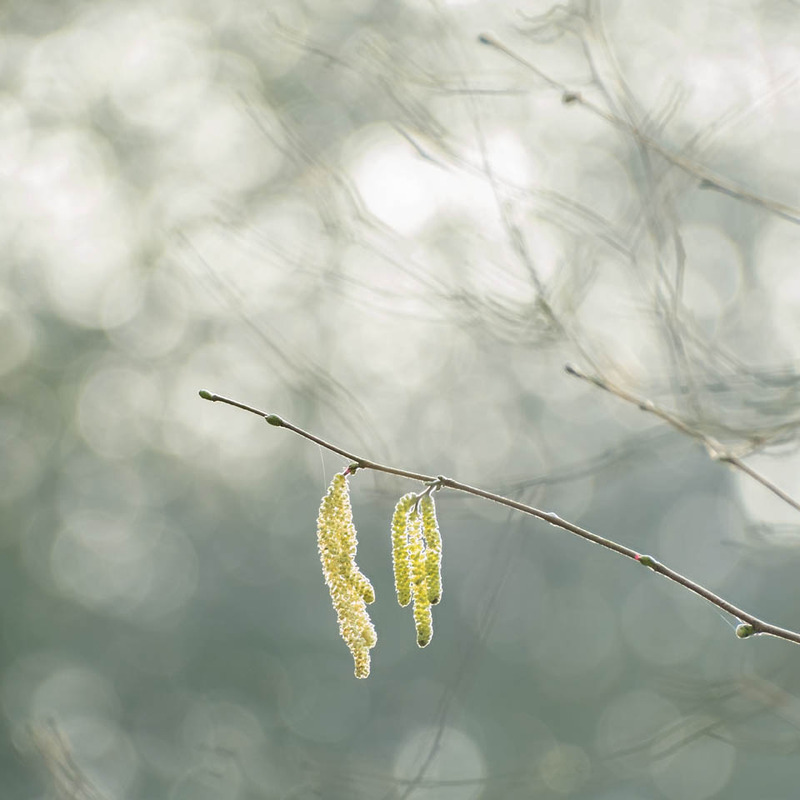 6th March Hazel Catkins - MARCH