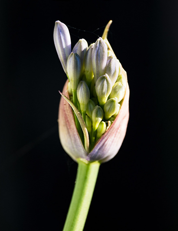 30th June Agapanthus Bud - JUNE