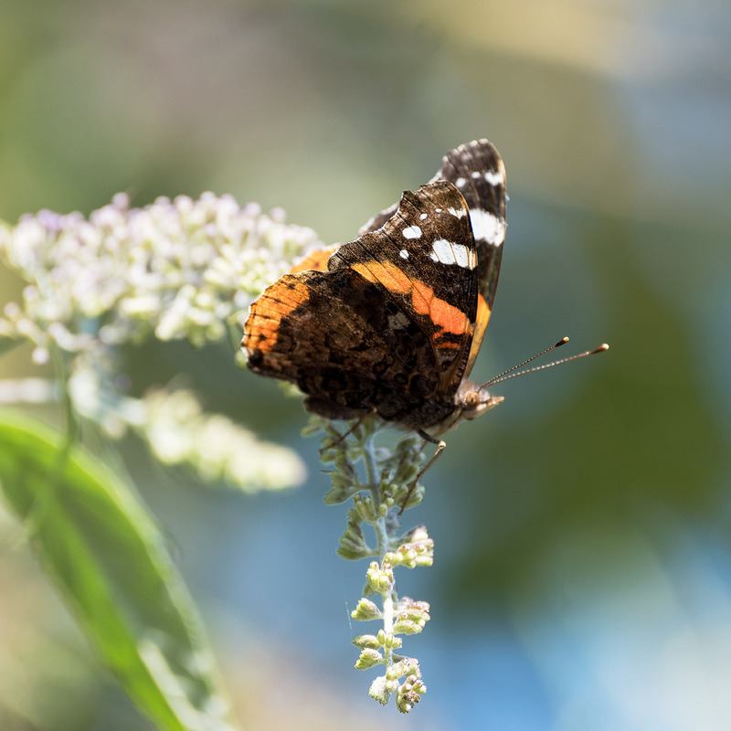 26th July Red Admiral - JULY