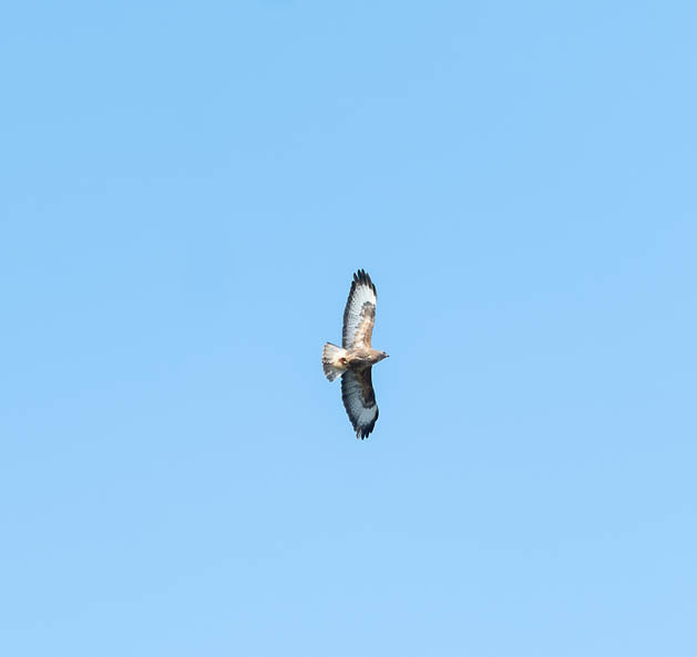 15th March Soaring - MARCH