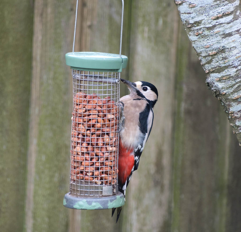 4th Nov Greater Spotted Woodpecker - NOVEMBER