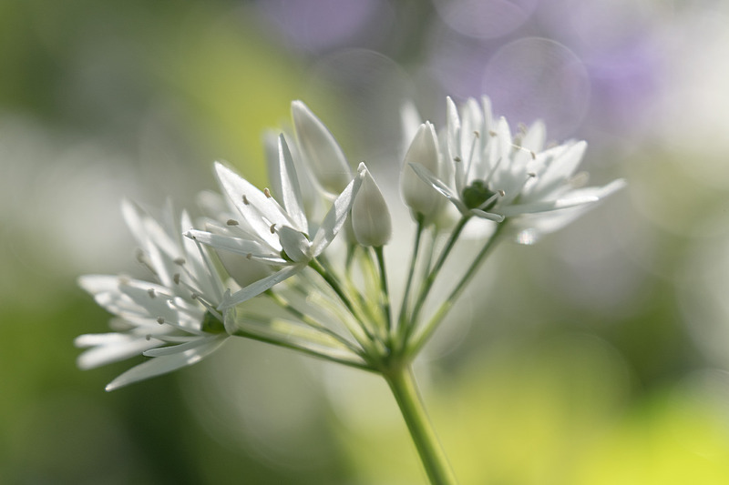 Wild Garlic Study - FLOWERS