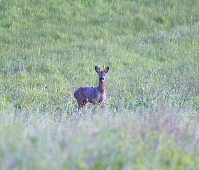 8th May Roe Buck - MAY