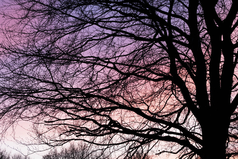 28th Nov Winter Branches - NOVEMBER