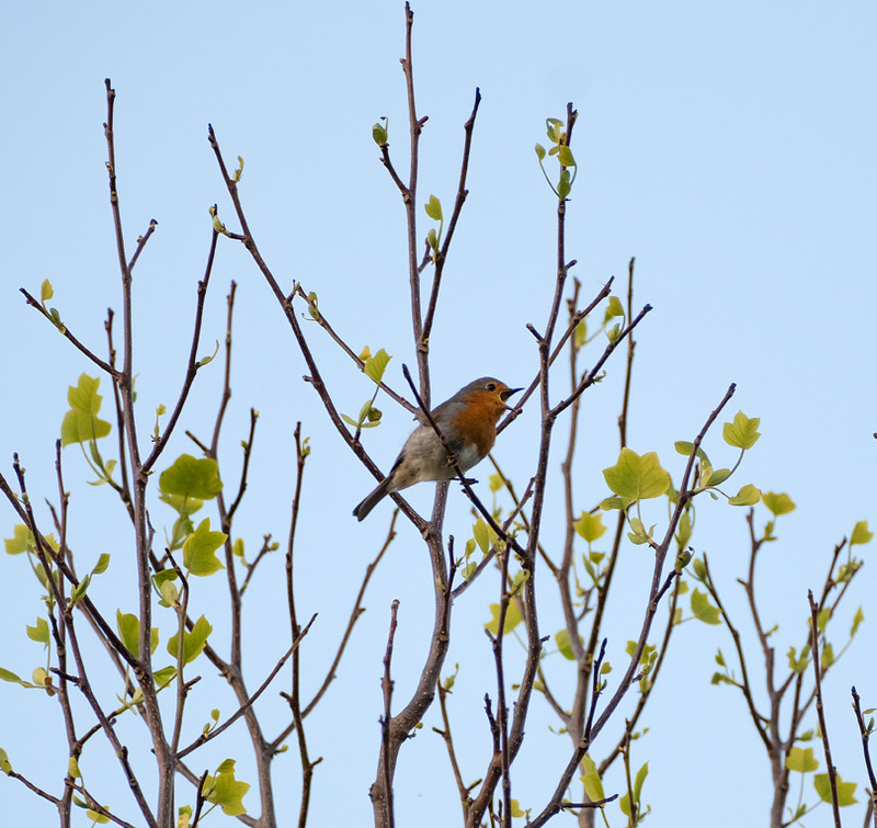 23rd April Songster - APRIL