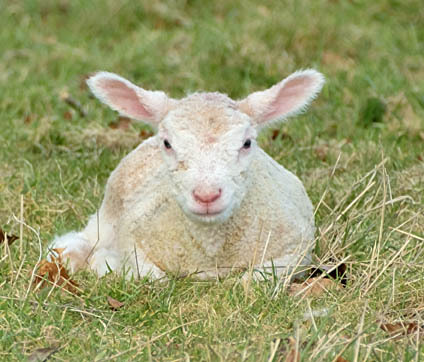 8th March Lamb - MARCH