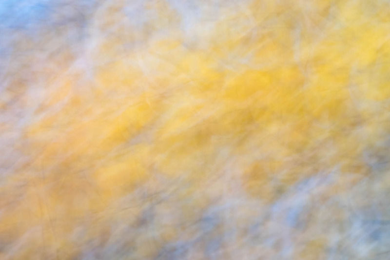 9th Dec Beech Gold - DECEMBER