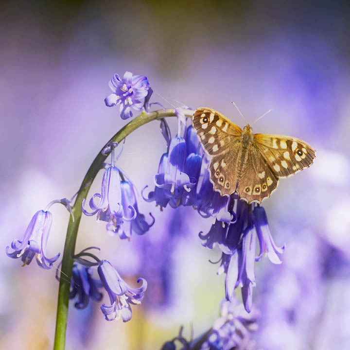 Speckled Wood - NATURE