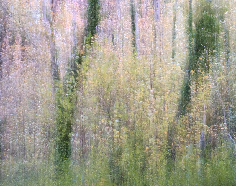 3rd Nov Woodland Abstract - NOVEMBER