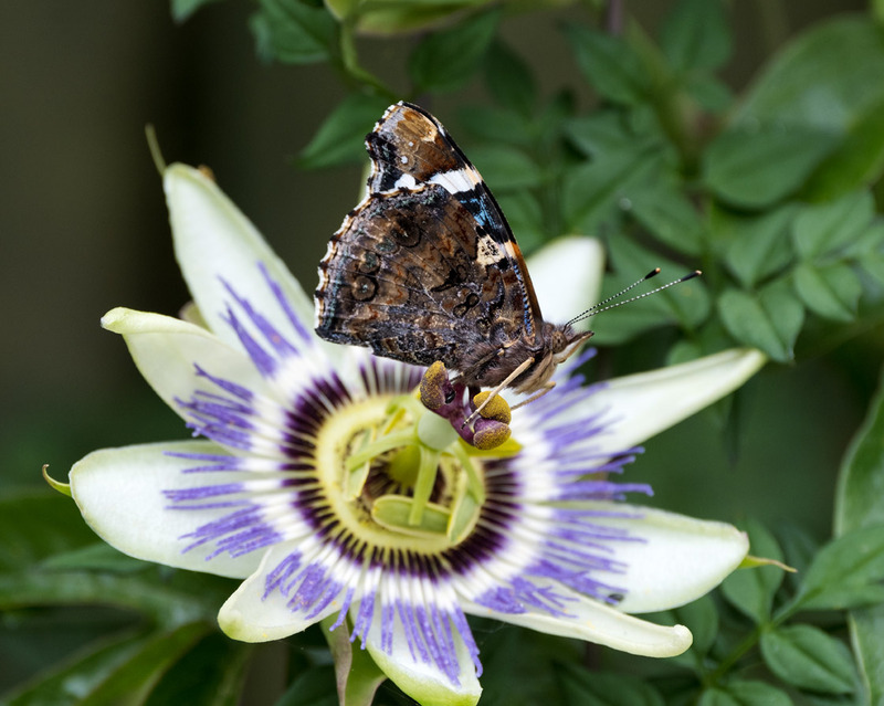 29th June Red Admiral - JUNE