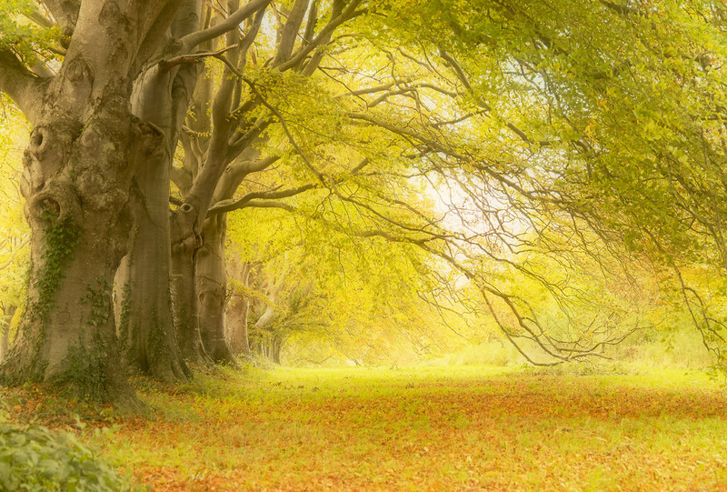 Beech Tree Magic - TREES & WOODLAND