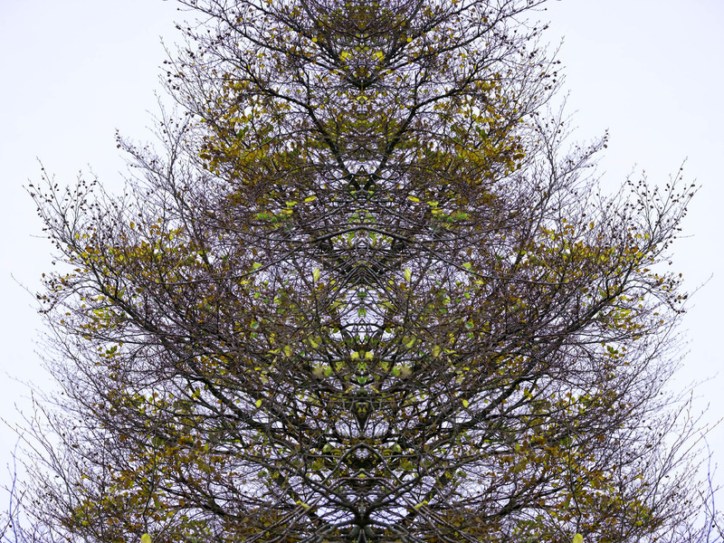 11th Nov Dragon Tree - NOVEMBER