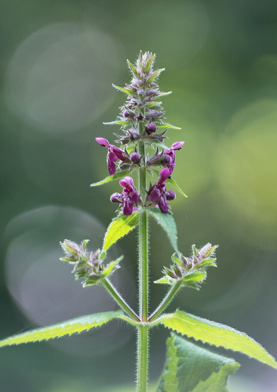 9th June Hedge Woundwort - JUNE