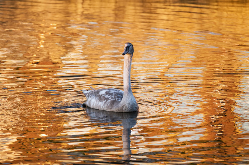 25th Nov Molten Gold - NOVEMBER