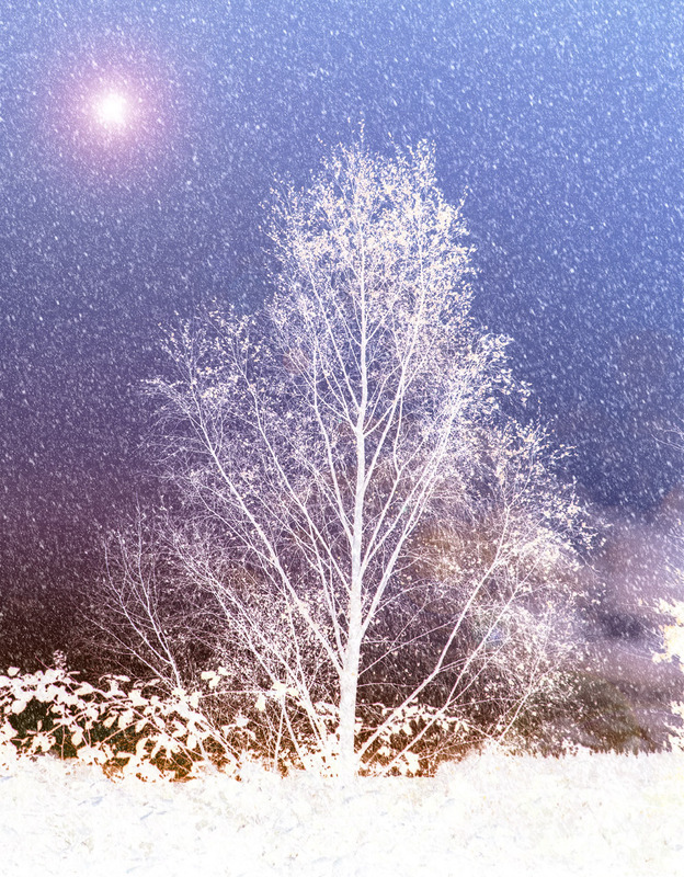Winters Magic - TREES & WOODLAND