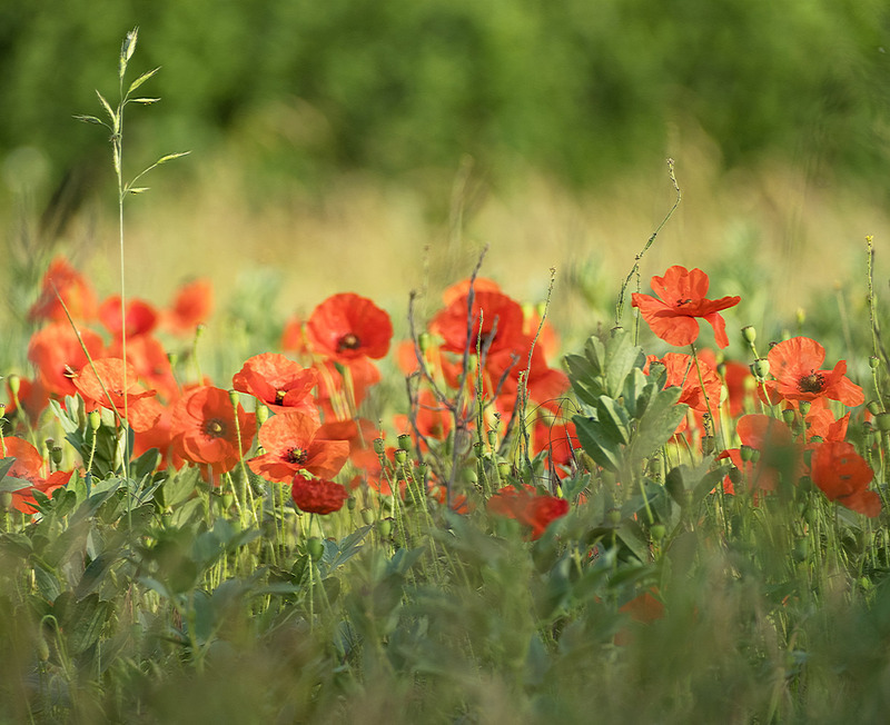 21st June Solstice Poppies - JUNE