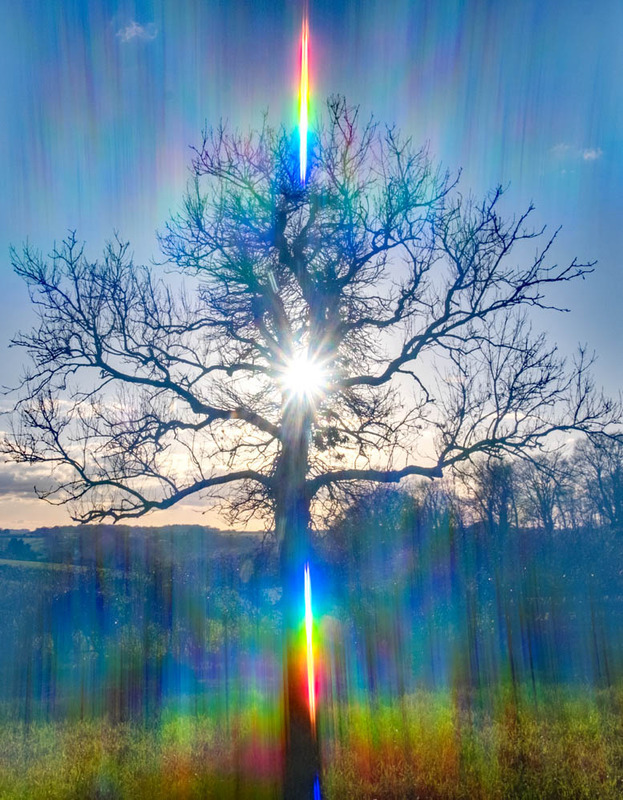 Oak Sunburst - INTO THE LIGHT