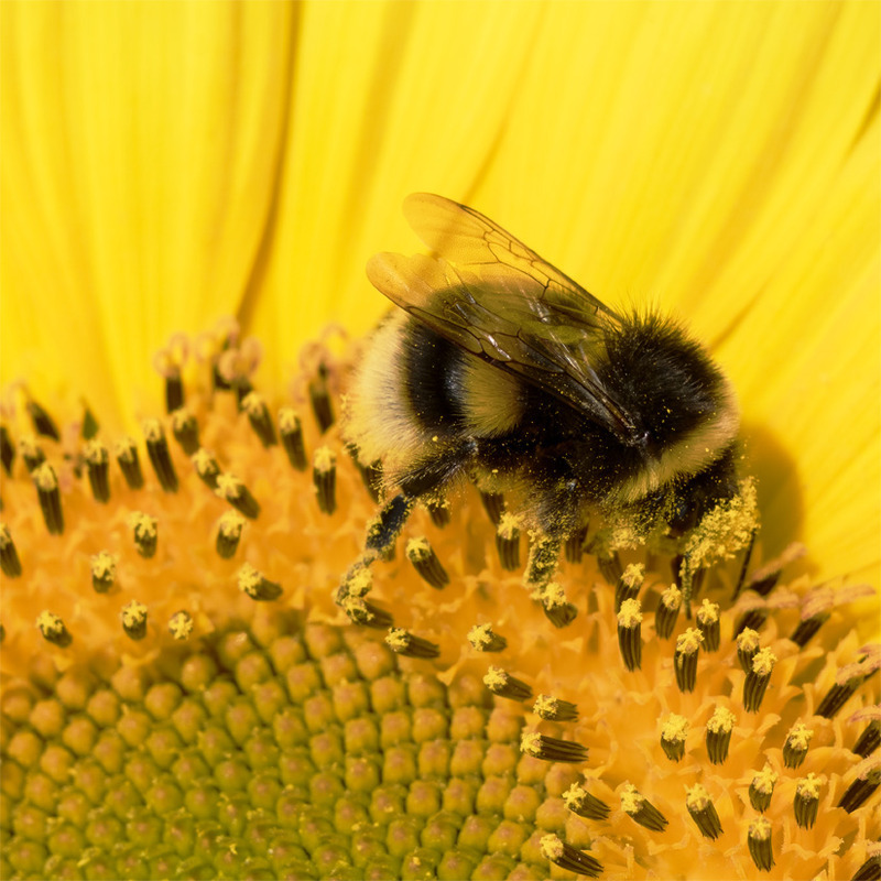 Sunflower Bee - NATURE