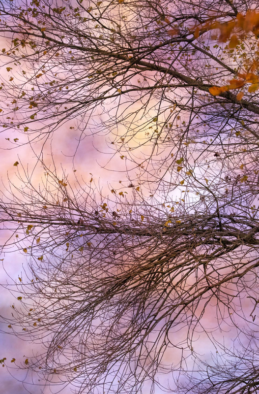 31st Oct  Rose Gold - OCTOBER