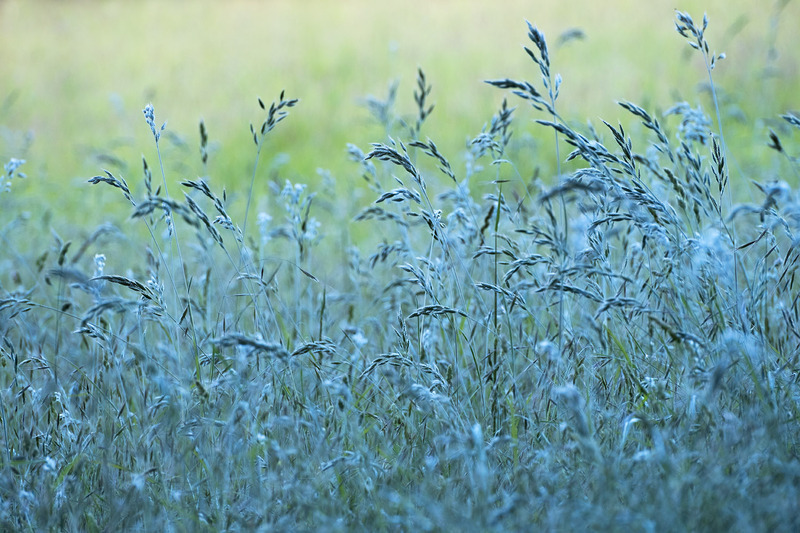 28th May Blue Grass - MAY