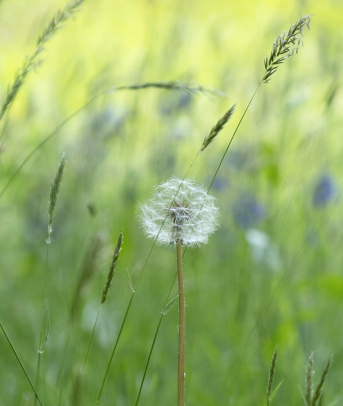 11th May Dandelion  Grasses - MAY