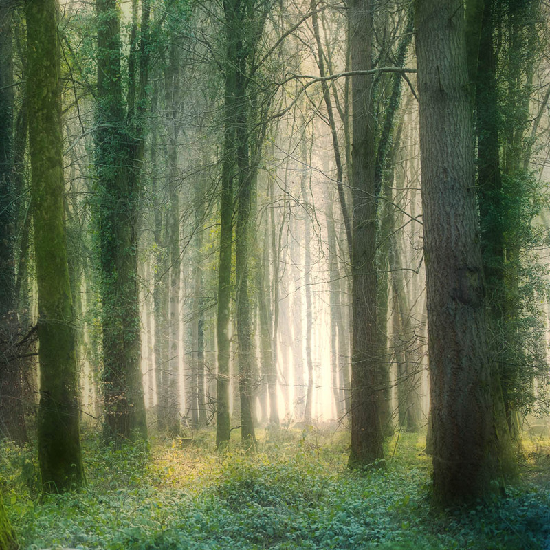 5th March Silence of the Forest - MARCH