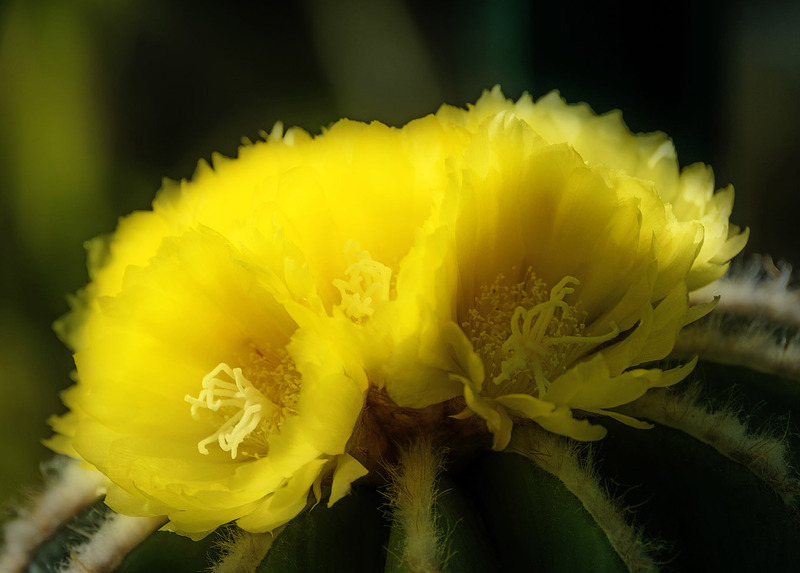 26th June Cactus Flower - JUNE