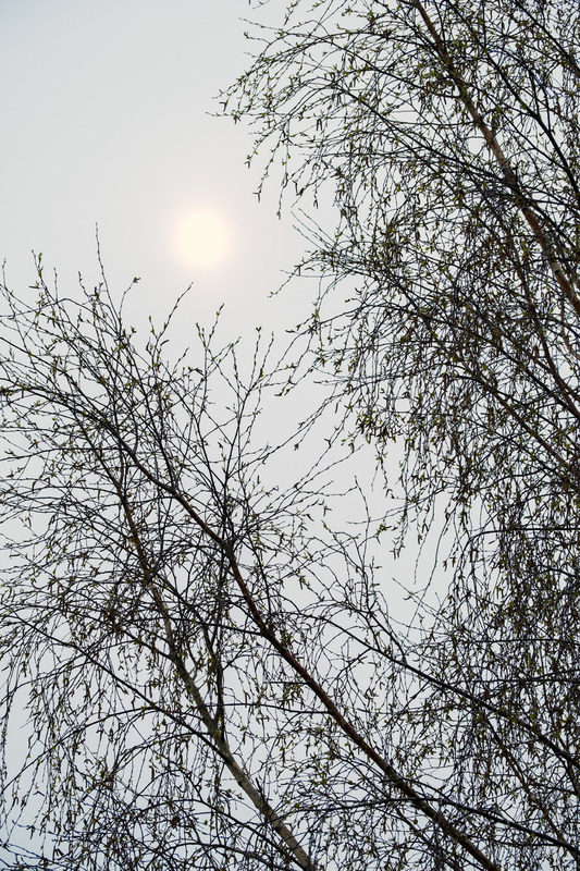 3rd April Birch - APRIL