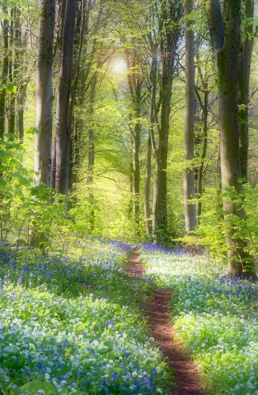 Bluebell Walk - TREES & WOODLAND