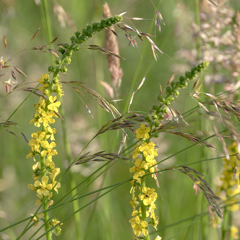 17th June Agrimony - JUNE