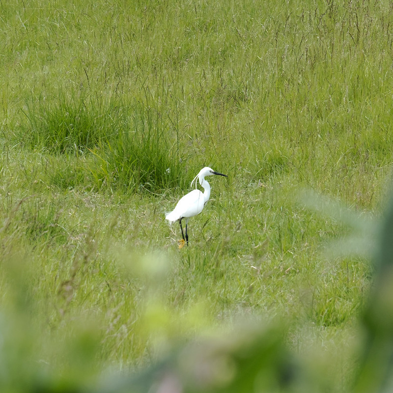 29th May Little Egret - MAY