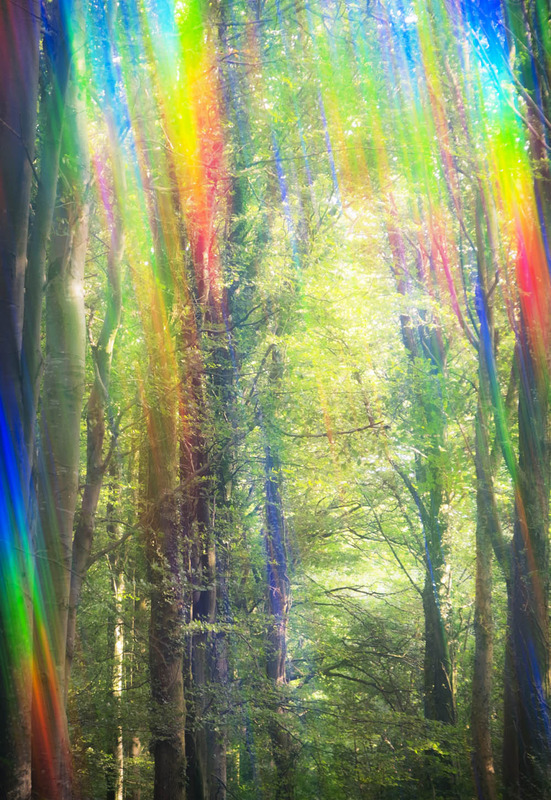 Forest Light - INTO THE LIGHT