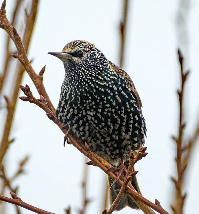18th January Starling - JANUARY