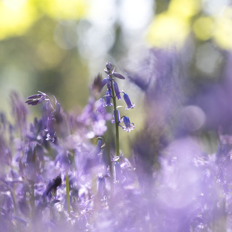 Bluebell Light - FLOWERS
