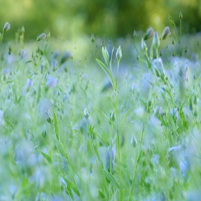 Dreaming in Blue - FLOWERS