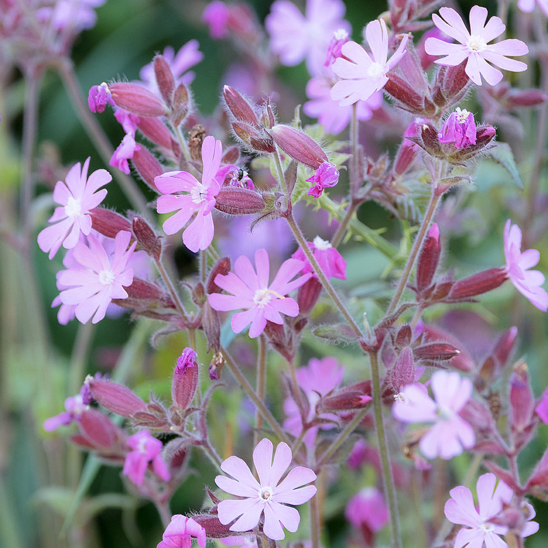 18th June Red Campion - JUNE